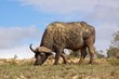 African Buffalo