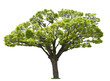 single tree isolated on white