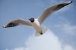 Möwe