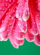 Pink gerber flower