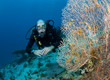 scuba diver