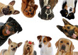 dix portraits de chiens différents en rond