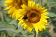 tournesol papillon