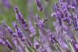 abeille de face