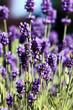 Blühender Lavendel