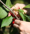 La cueillette des cerises