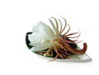 Queen of the night Brahma Kamal Four
