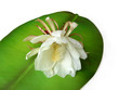 Queen of the night Brahma Kamal Nine