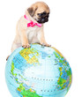 Puppy of pug on globe
