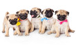 Five puppies of pug Five puppies of pug
