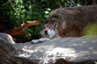 European wolf resting