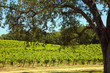 Shenandoah Valley Vineyards Shenandoah Valley Vineyards