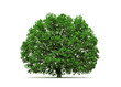 oak tree isolated