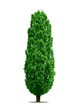 poplar tree isolated