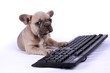 French Bulldog Baby & Keyboard French Bulldog Baby & Keyboard