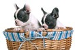 Französische Bulldogge Welpen im Weidenkorb
