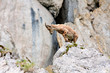 Bouquetin sur un rocher