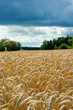 Champ de blé au soleil