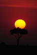 African sunset with bird's silhouette.