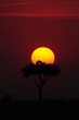 African sunset with bird's silhouette.