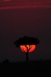 African sunset in Masai Mara, Kenya