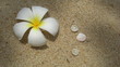 fleur de frangipanier