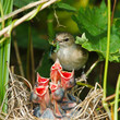 Garden Warbler, Sylvia borin Garden Warbler, Sylvia borin