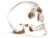 human skull, vector