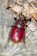 Oryctes nasicornis, female
