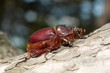 Oryctes nasicornis, female