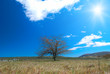 Lonely tree Lonely tree