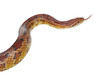 schlange snake 17