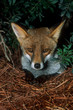 portrait of a fox