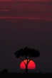 African sunset