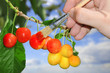 Ripening Cherries