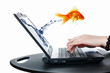 Goldfish and laptop
