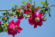 Foto: Wildrose Wildrose