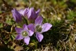 Deutscher Kranzenzian - Gentianella germanica