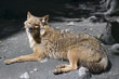 Free wolf
