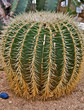 Cactus coussin de grand-mère du Mexique