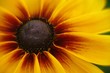 ausschnitt blume