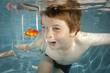 little boy swimming underwater looking at goldfish little boy swimming underwater looking at goldfish
