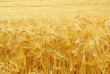 grain or wheat harvest time
