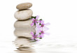 Meditación en malva.