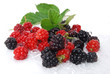 Washed Berrys