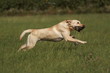 Labrador-Retriever beim Dummytraining