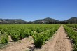 Rows of Vines Rows of Vines