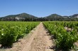 Rows of Vines Rows of Vines