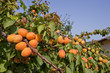 Abricotier bien chargé en fruits