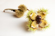 Chestnuts on white background